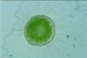 Acanthocystis turfacea