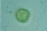 Acanthocystis turfacea