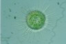 Acanthocystis turfacea