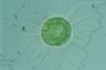 Acanthocystis turfacea