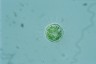 Acanthocystis turfacea