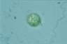 Acanthocystis turfacea