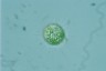 Acanthocystis turfacea