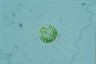 Acanthocystis turfacea