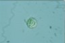 Acanthocystis turfacea