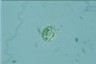 Acanthocystis turfacea