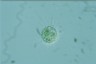 Acanthocystis turfacea