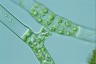 Spirogyra