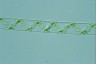 Spirogyra