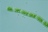 Cylindrocystis