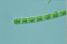 Cylindrocystis