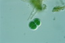 Chroococcus turgidus