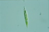 Euglena acus