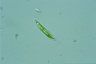 Euglena tripteris