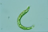 Euglena deses