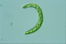 Euglena deses