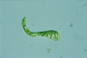 Euglena deses