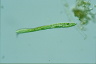 Euglena deses