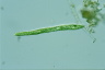 Euglena deses