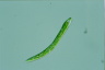 Euglena deses