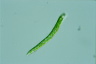 Euglena deses