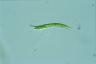 Euglena mutabilis