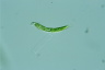 Euglena mutabilis