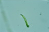 Euglena mutabilis