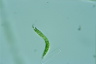 Euglena mutabilis