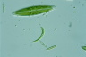 Euglena mutabilis