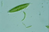 Euglena mutabilis