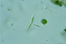 Euglena mutabilis