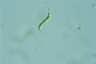 Euglena mutabilis