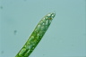 Euglena deses