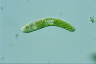 Euglena obtusa