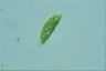 Euglena