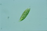 Euglena