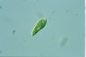 Euglena