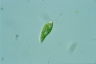 Euglena