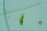 Euglena caudata