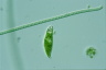 Euglena caudata