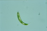 Euglena spirogyra