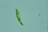 Euglena spirogyra