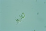 Ophiocytium parvulum