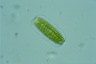 Surirella