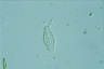 Rhopalodia