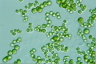 Mischococcus