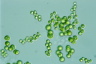 Mischococcus