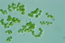 Mischococcus