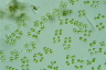 Tetraspora